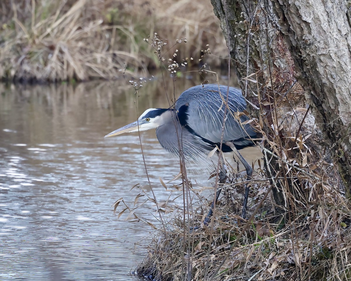 Great Blue Heron - ML627825089
