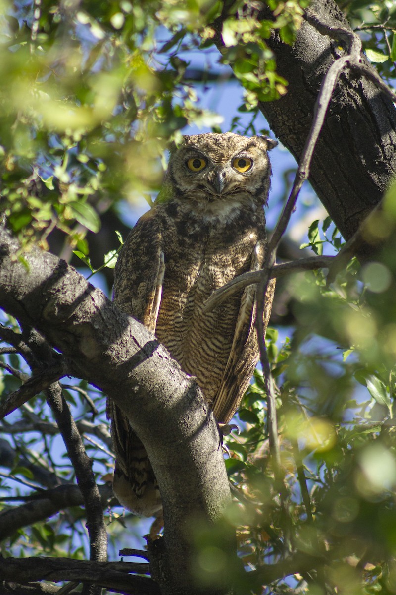 Lesser Horned Owl - ML627825118