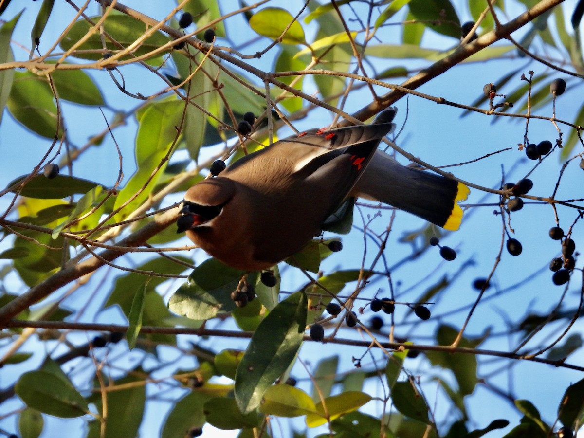 Cedar Waxwing - ML627825166