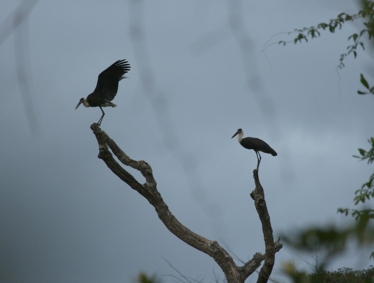 Asian Woolly-necked Stork - ML627825175