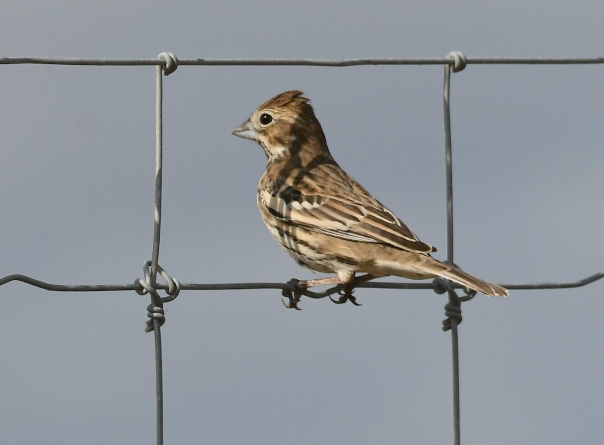 Lark Bunting - ML627825215