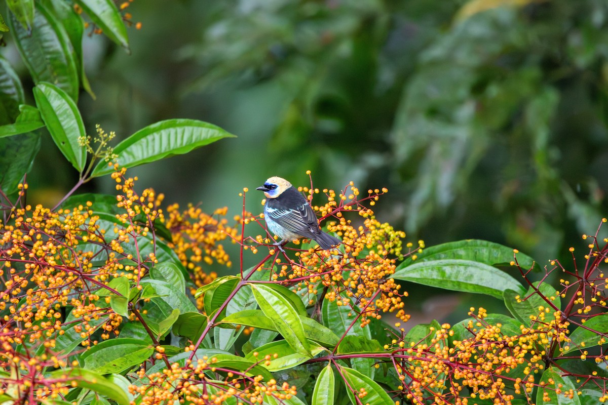 Golden-hooded Tanager - ML627825218