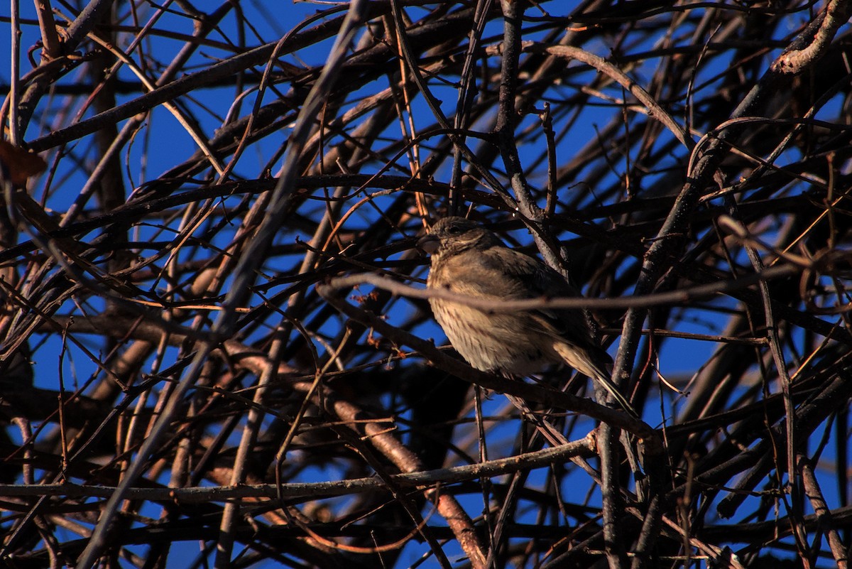 House Finch - ML627825289