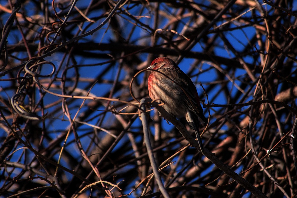 House Finch - ML627825290