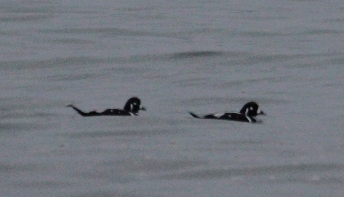 Harlequin Duck - ML627825308