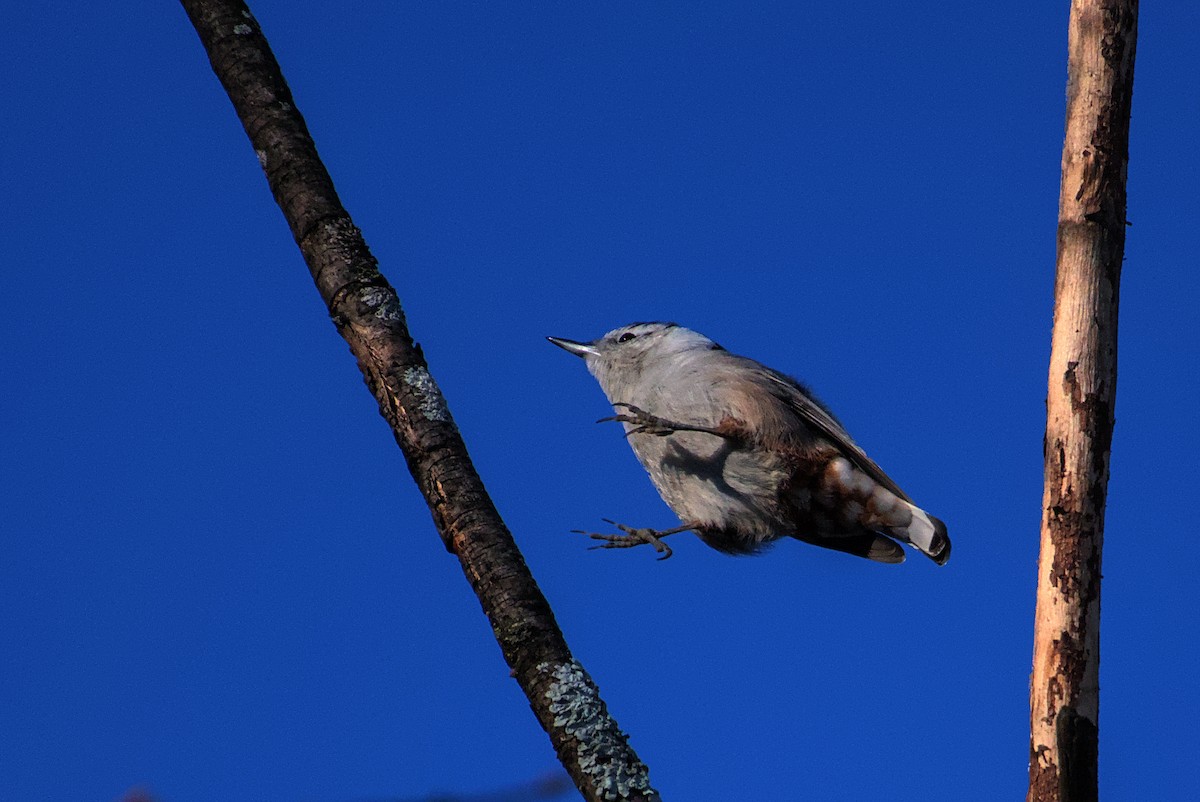 White-breasted Nuthatch - ML627825315