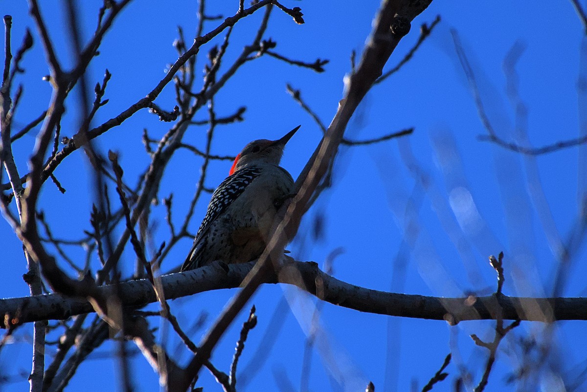 Red-bellied Woodpecker - ML627825325