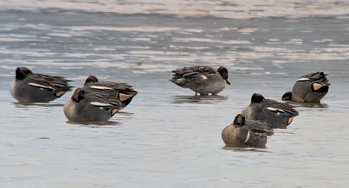 Green-winged Teal (American) - Jose Arcadio Calvo Rubio