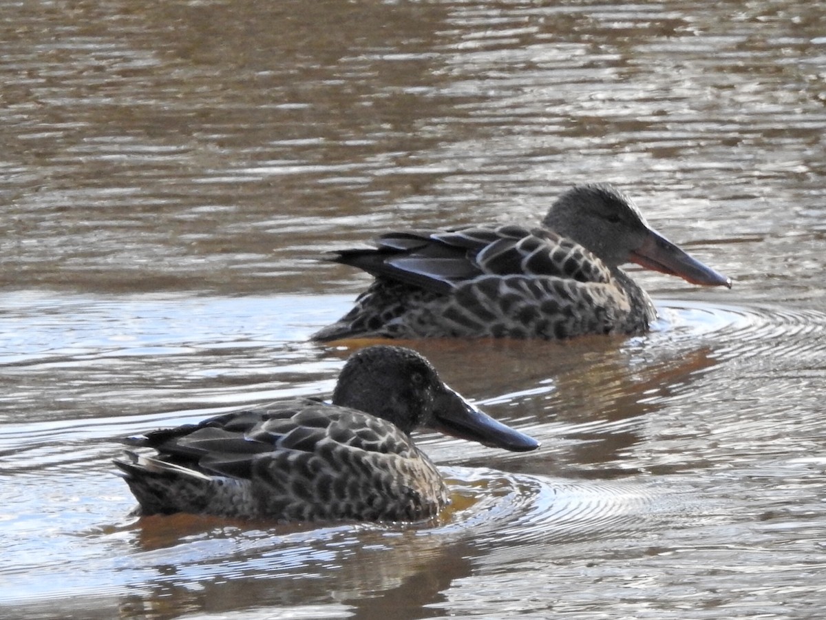 Northern Shoveler - ML627825427