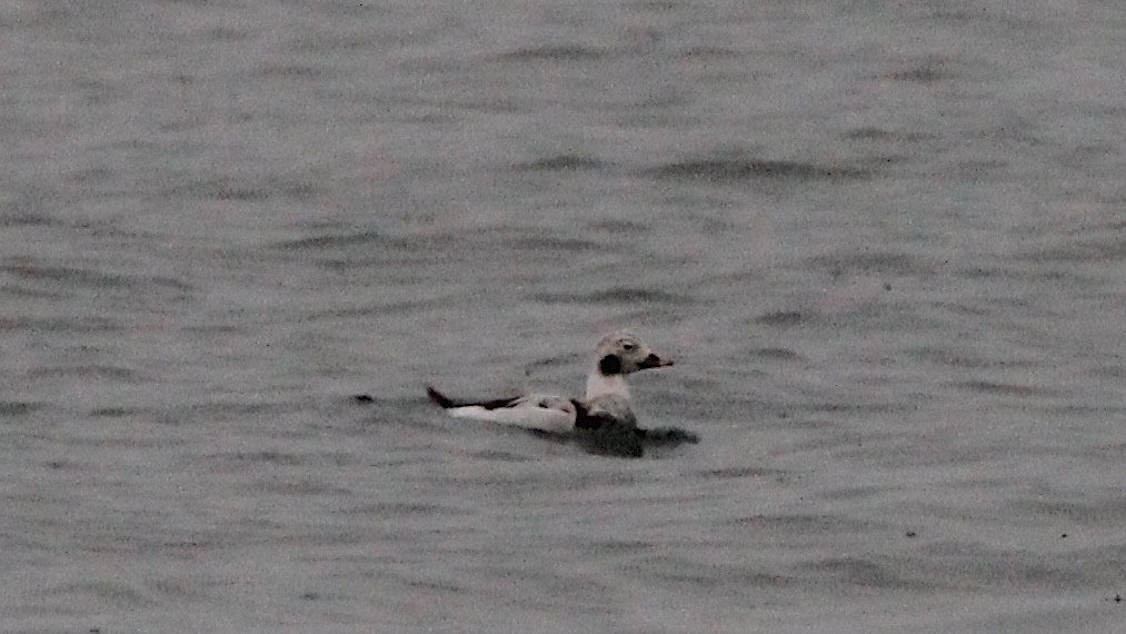 Long-tailed Duck - ML627825448