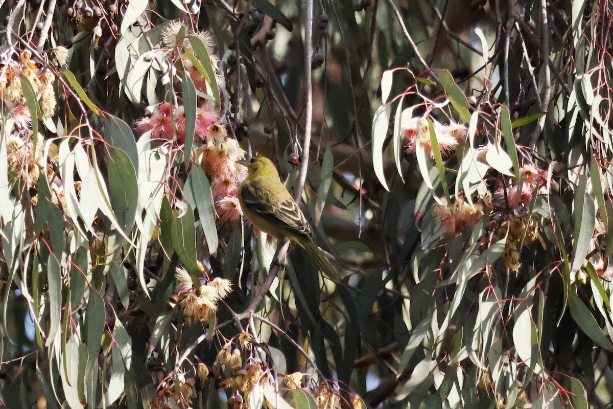 Orchard Oriole - ML627825474