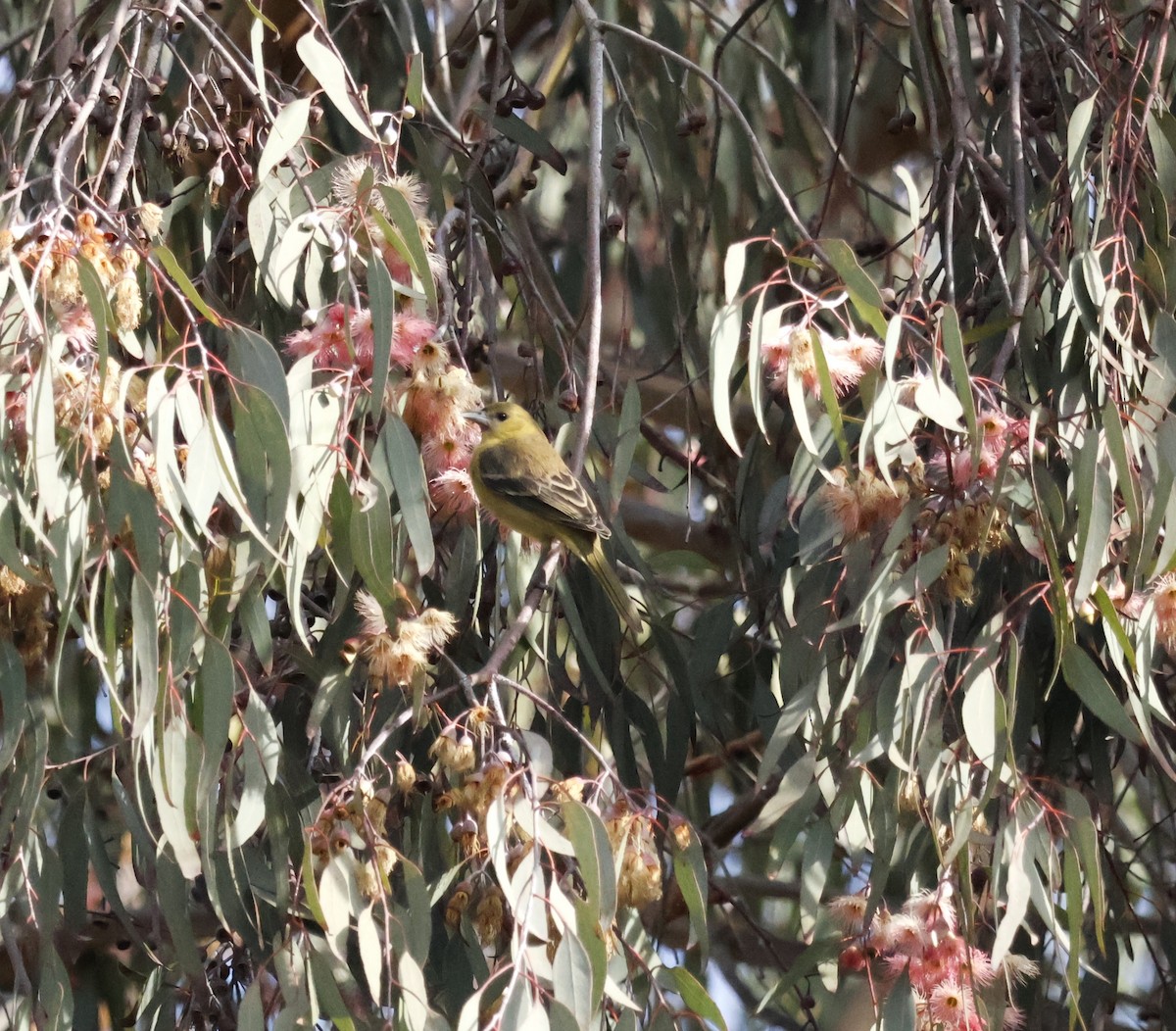 Orchard Oriole - ML627825475