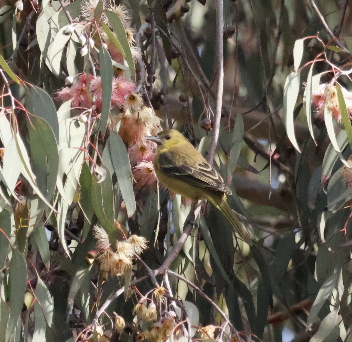 Orchard Oriole - ML627825476