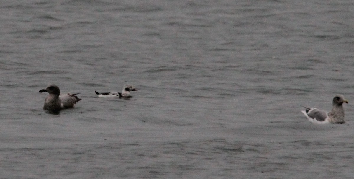 Long-tailed Duck - ML627825493