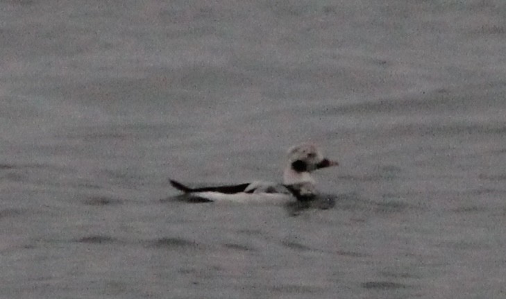 Long-tailed Duck - ML627825537