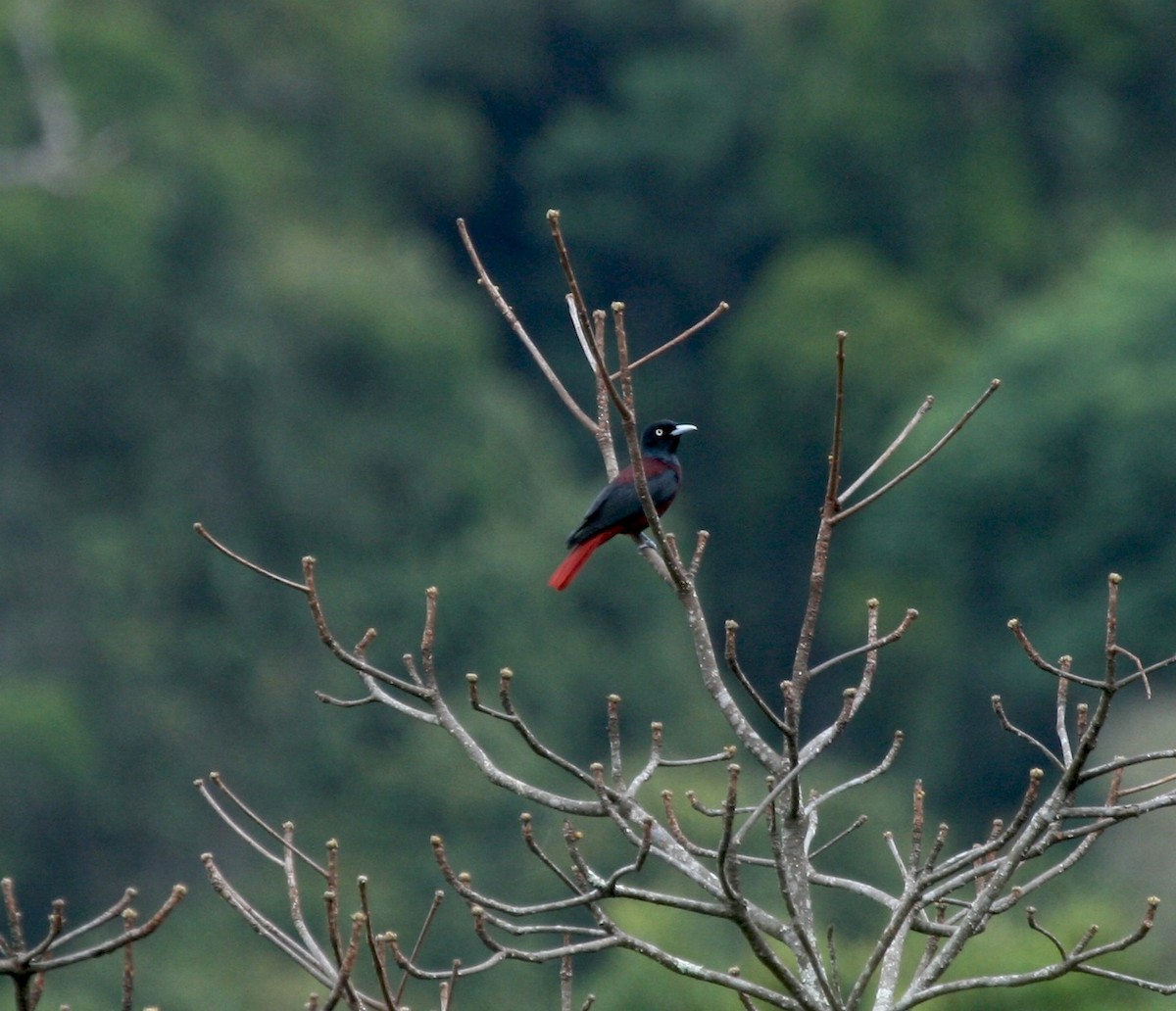 Maroon Oriole - ML627825546