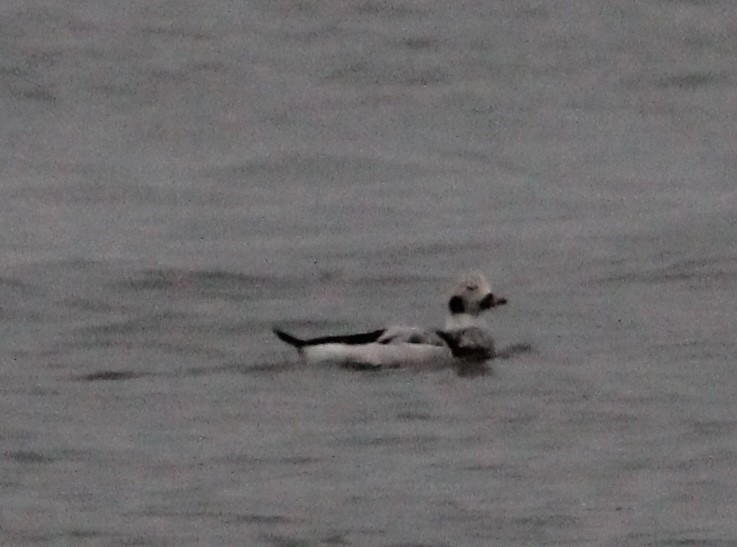 Long-tailed Duck - ML627825552