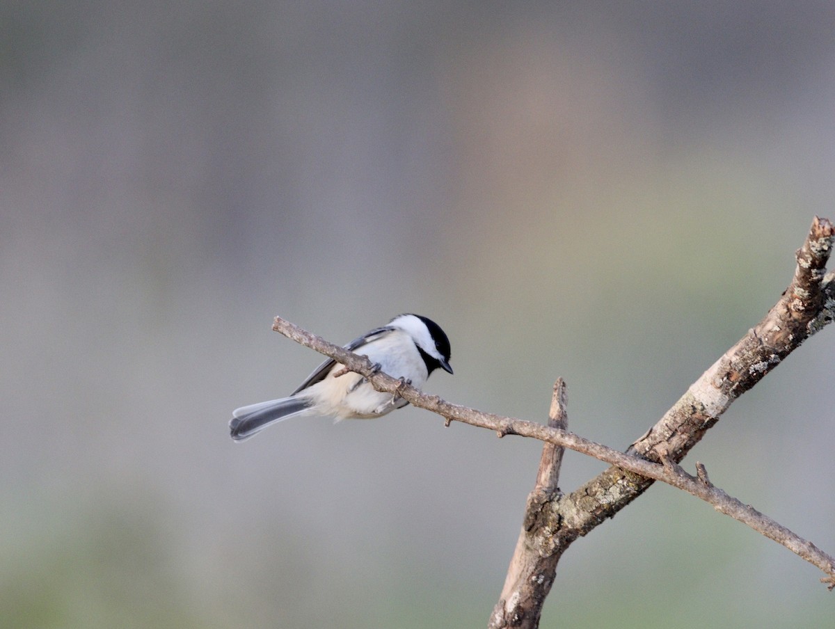 Carolina Chickadee - ML627825588