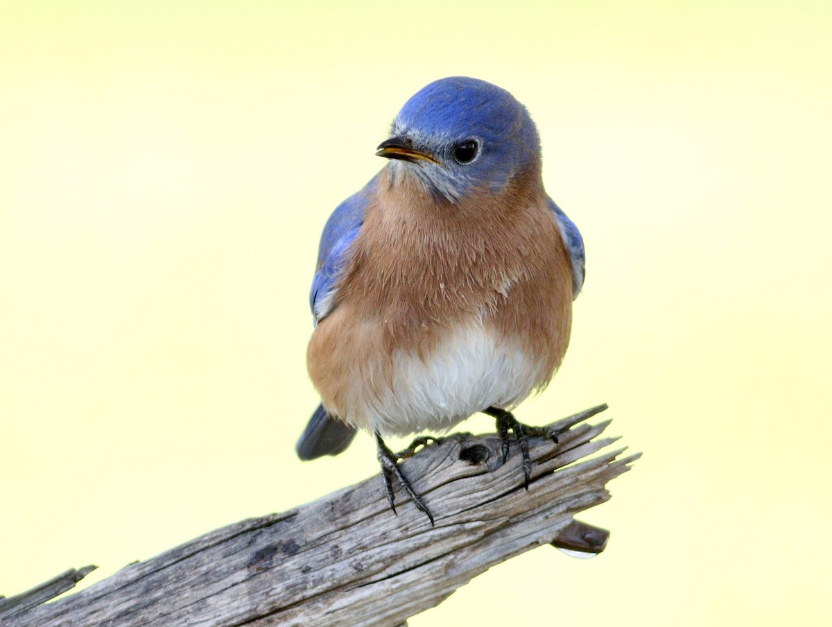 Eastern Bluebird - ML627825635