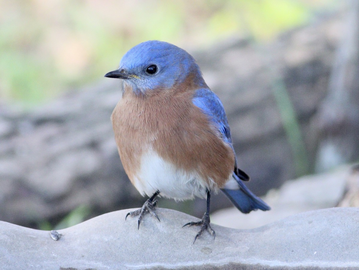 Eastern Bluebird - ML627825636