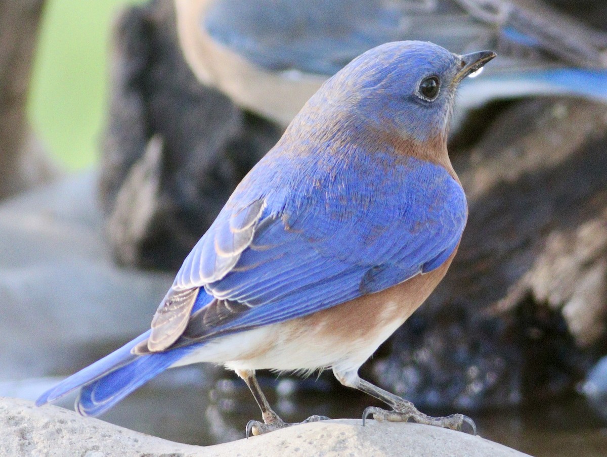 Eastern Bluebird - ML627825637