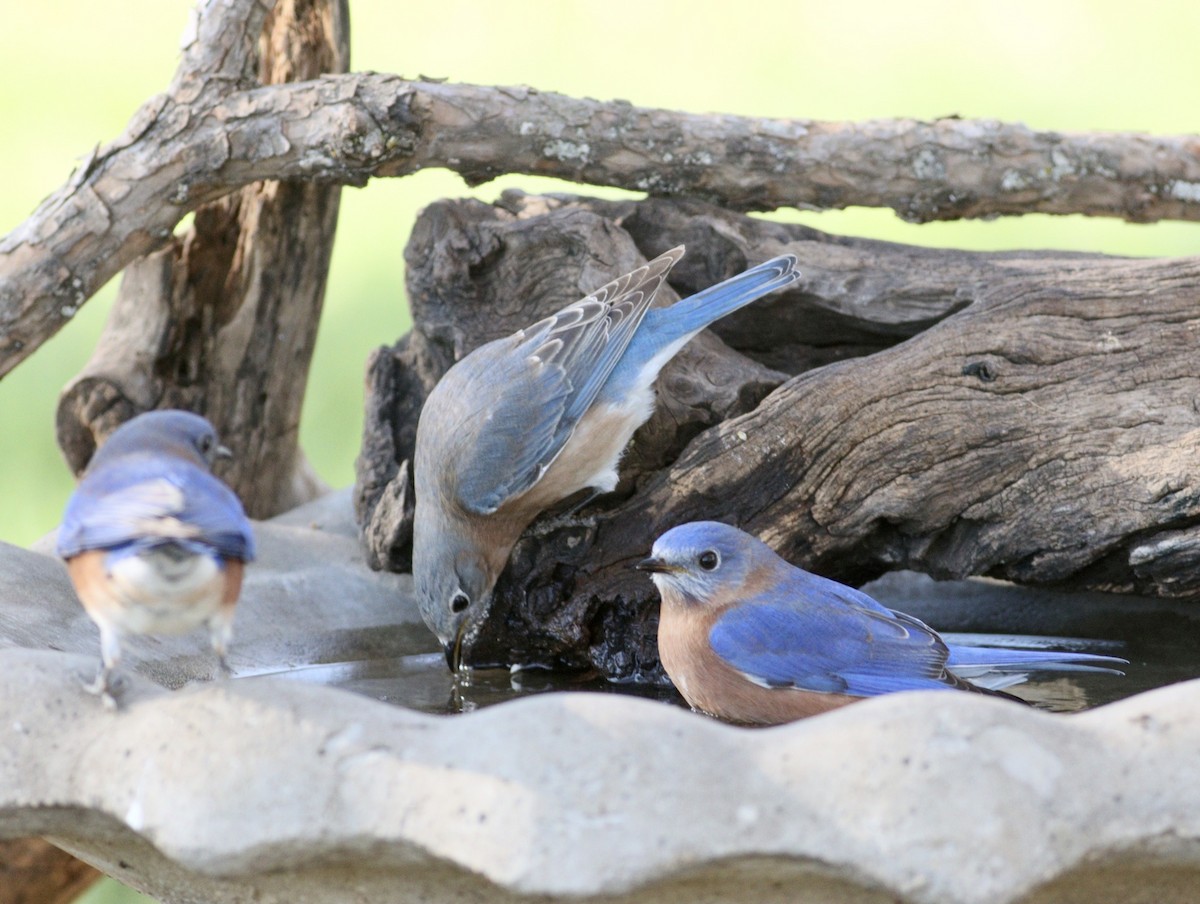 Eastern Bluebird - ML627825638