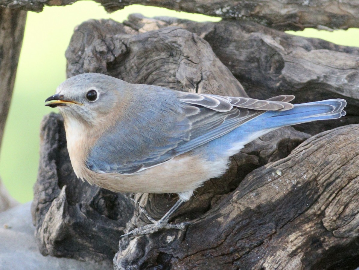 Eastern Bluebird - ML627825639