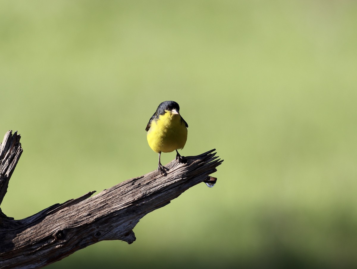 Lesser Goldfinch - ML627825654