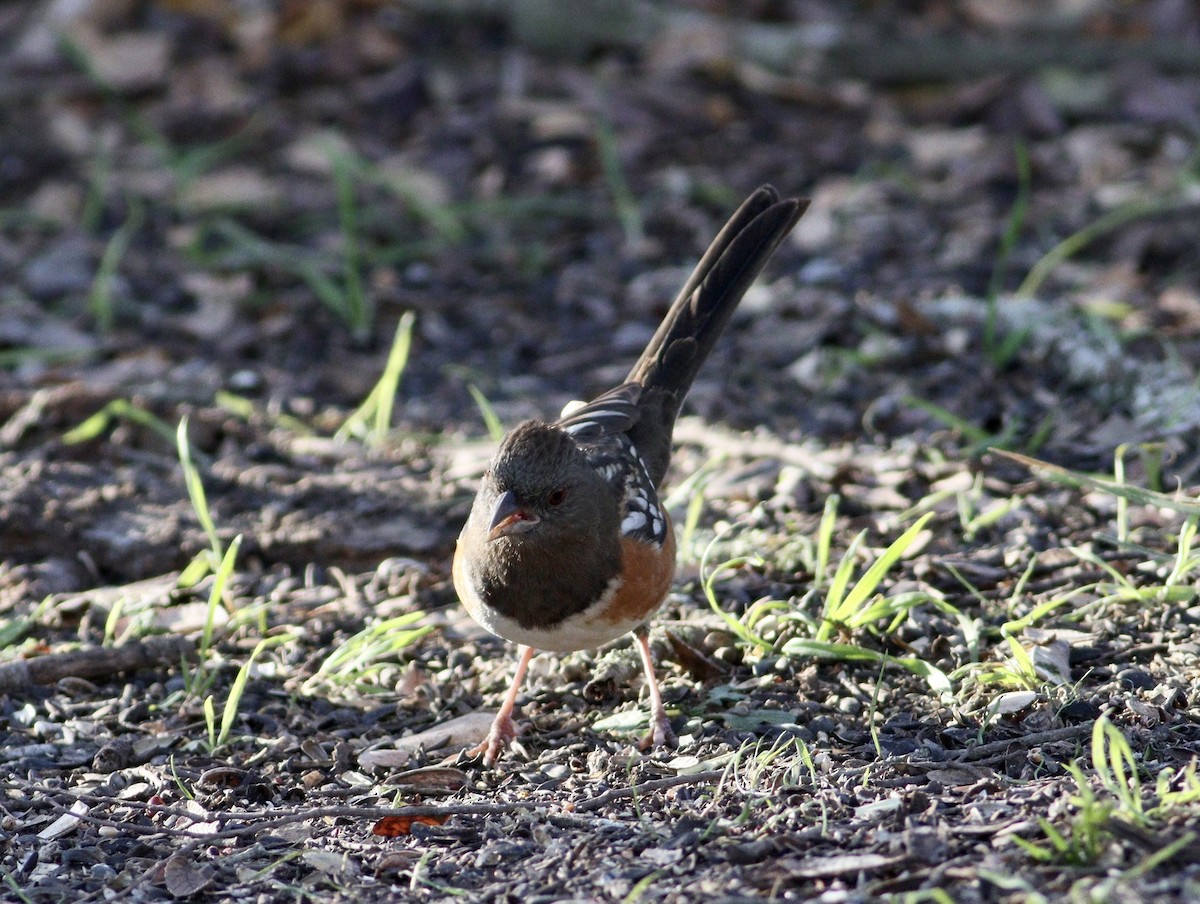 Spotted Towhee - ML627825670