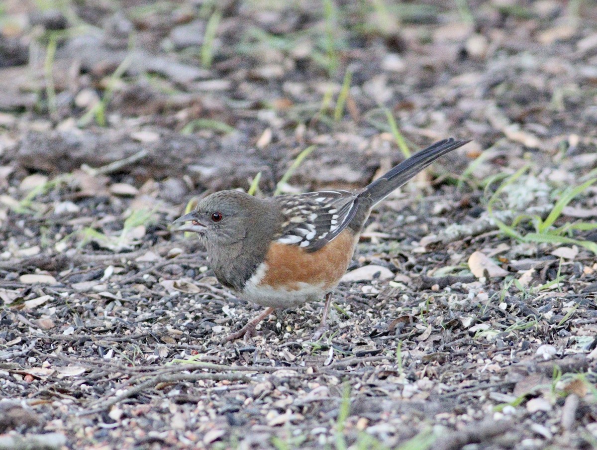 Spotted Towhee - ML627825671