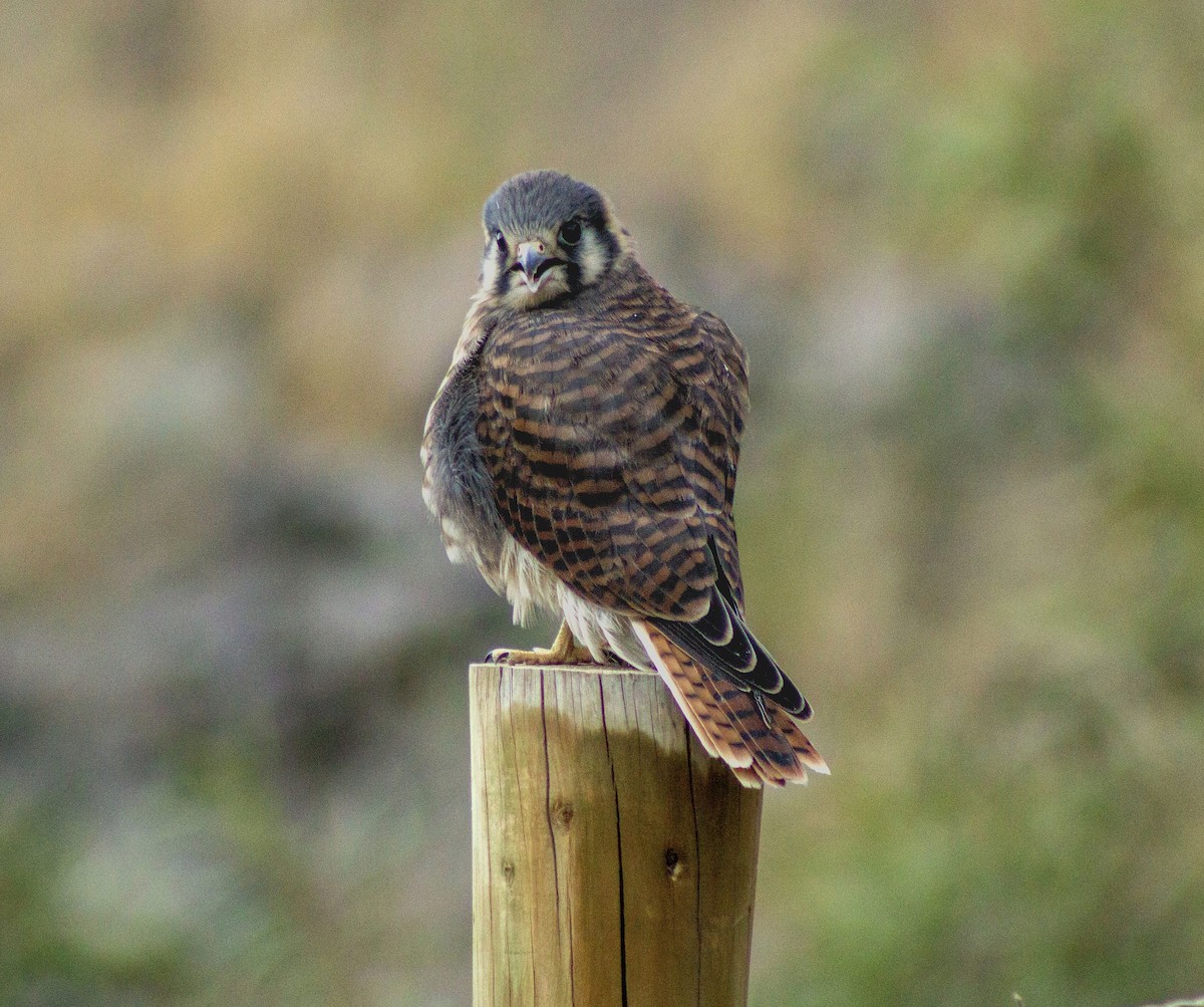 American Kestrel - ML627825680