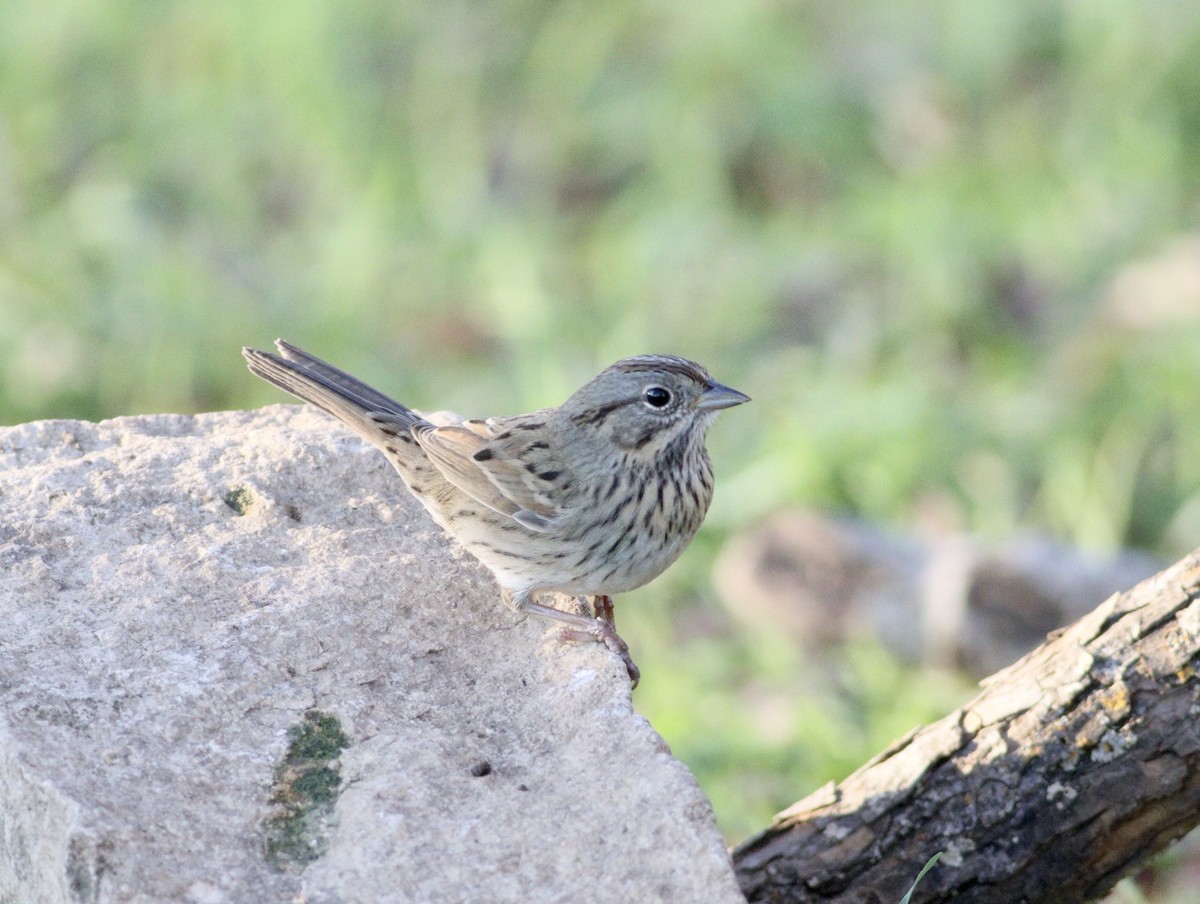 Lincoln's Sparrow - ML627825683