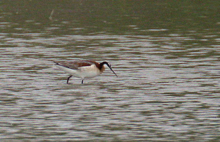 Wilson's Phalarope - Curtis Marantz