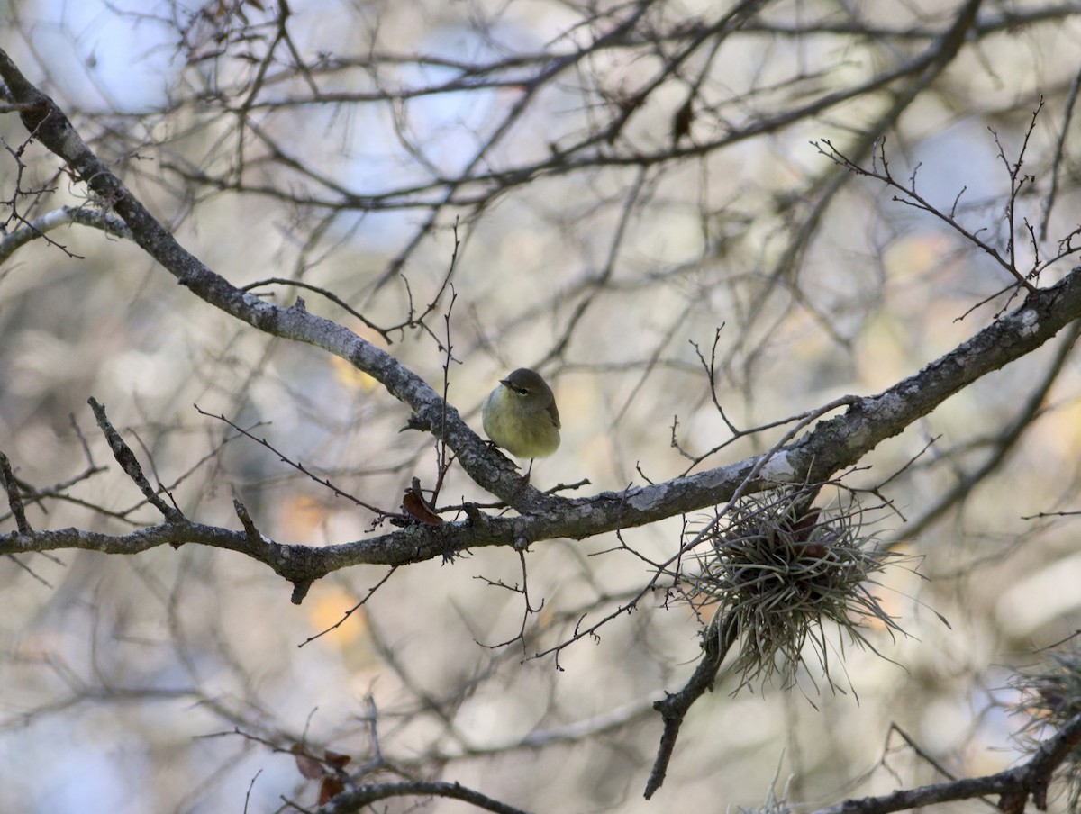 Orange-crowned Warbler - ML627825719