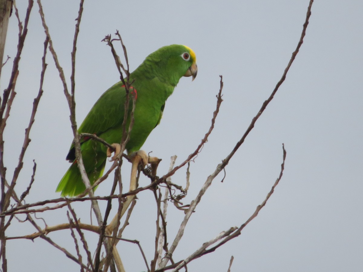 Yellow-crowned Amazon - ML627825728