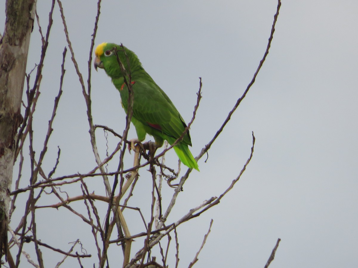 Yellow-crowned Amazon - ML627825729