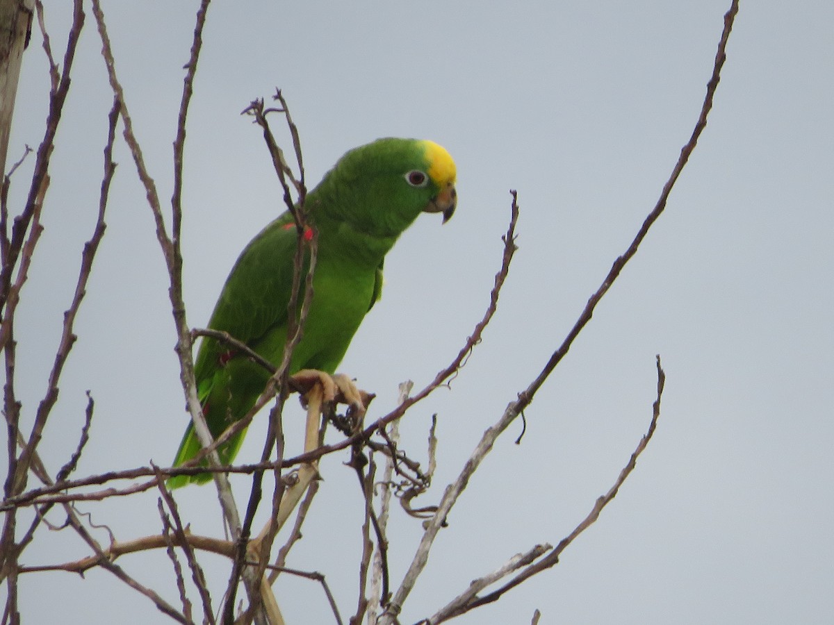 Yellow-crowned Amazon - ML627825730