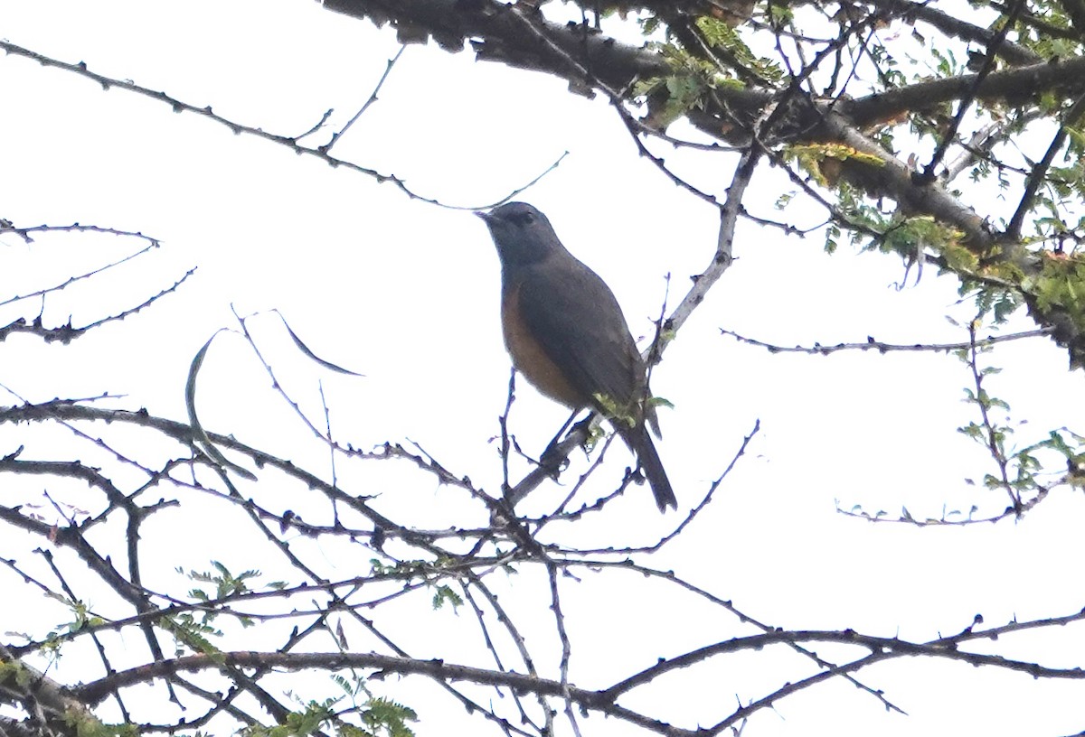 Little Rock-Thrush - ML627825731