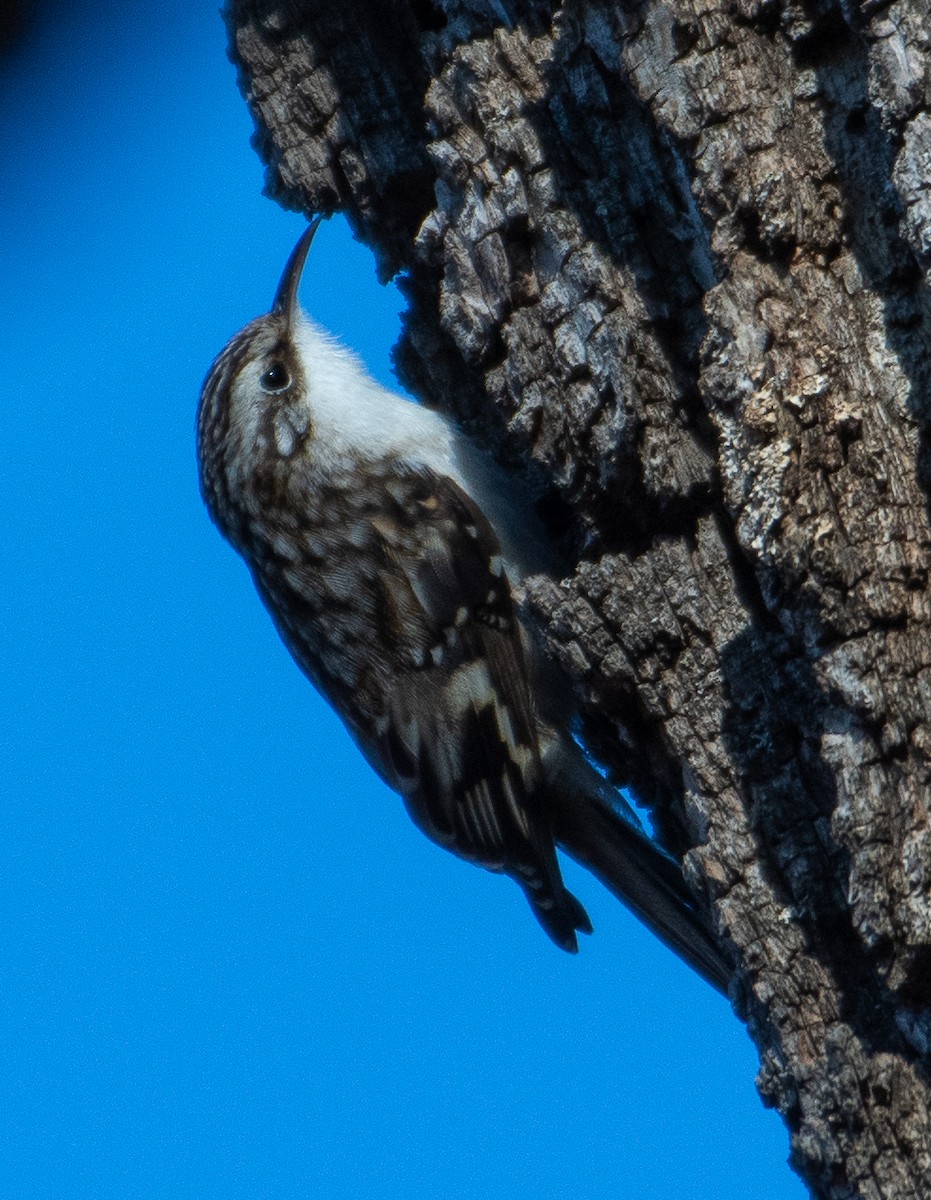 Brown Creeper - ML627825856