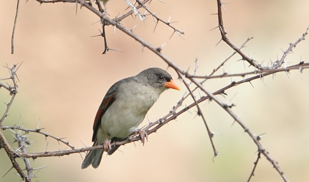 Red-headed Weaver - ML627825865