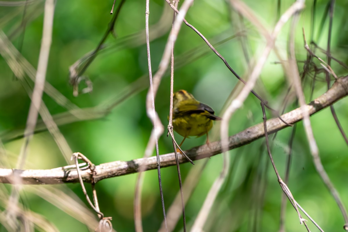 Two-banded Warbler - ML627825884