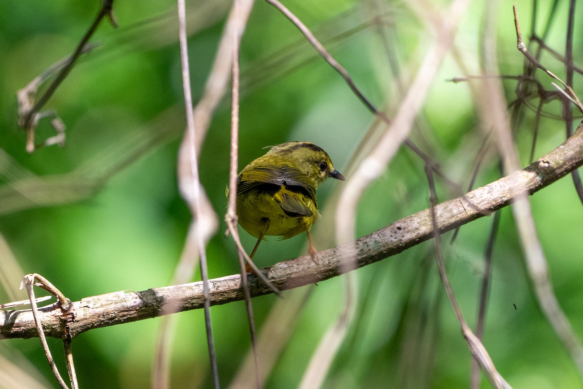 Two-banded Warbler - ML627825885