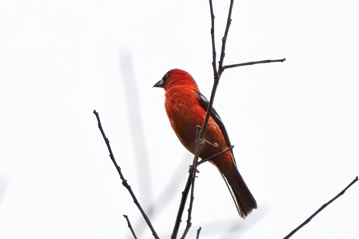 White-winged Tanager - ML627825890