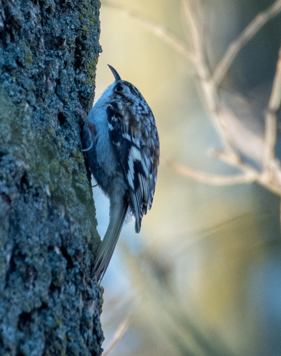 Brown Creeper - ML627825907