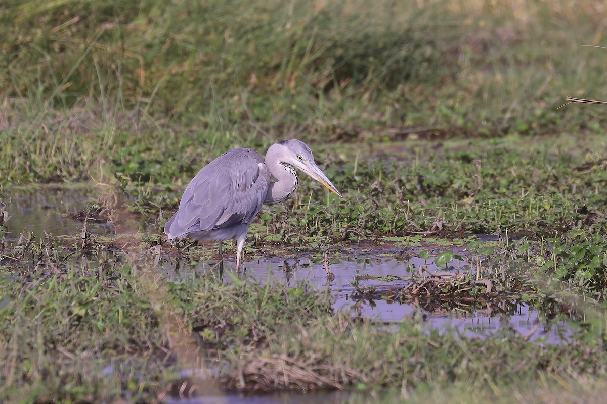 Gray Heron - ML627825965