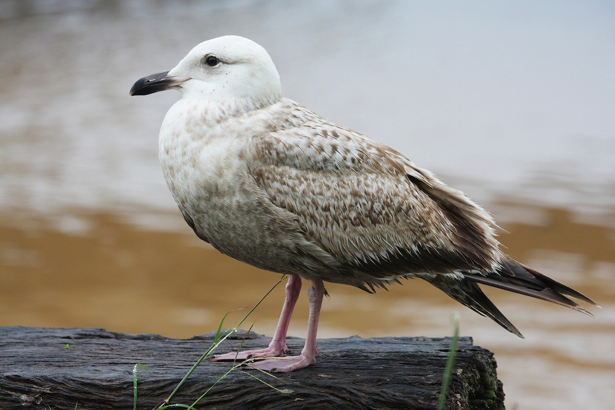 Slaty-backed Gull - ML627826019