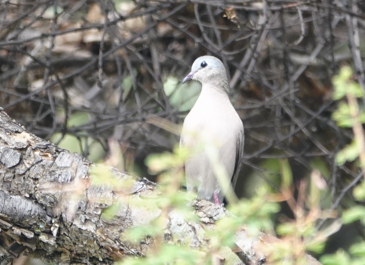 Emerald-spotted Wood-Dove - ML627826027