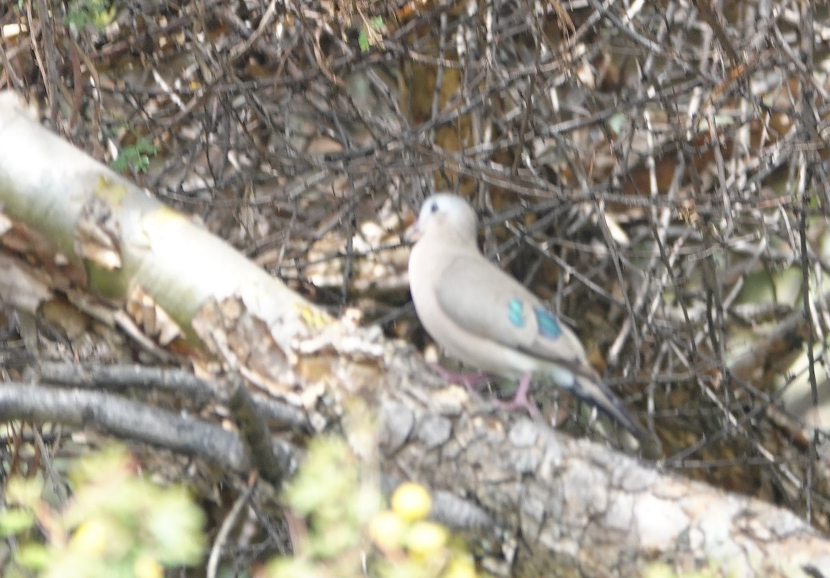 Emerald-spotted Wood-Dove - ML627826028