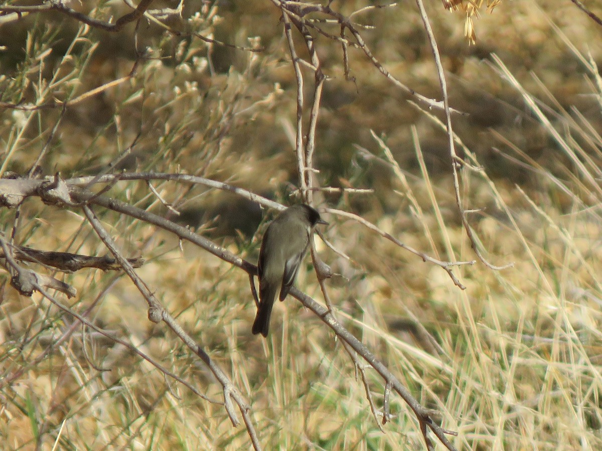 Eastern Phoebe - ML627826060