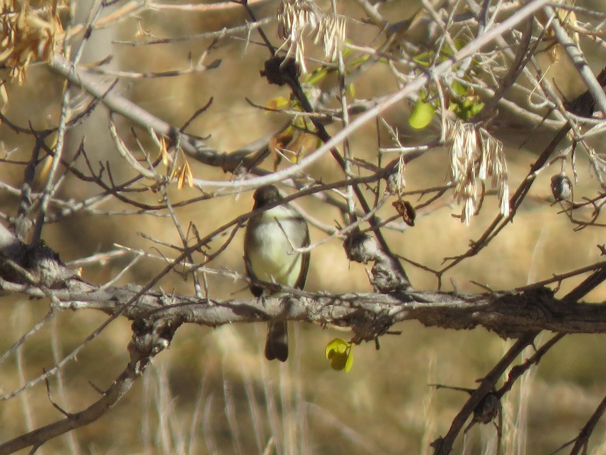 Eastern Phoebe - ML627826061